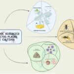 3 Métodos Para Evaluar El Impacto Del Control Biológico En El Manejo De Plagas