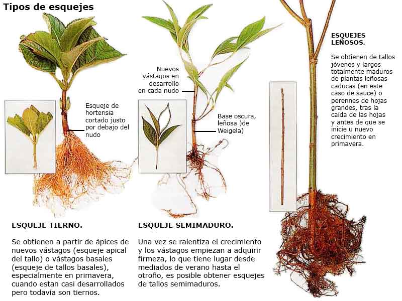 3 metodos para la propagacion de plantas perennes