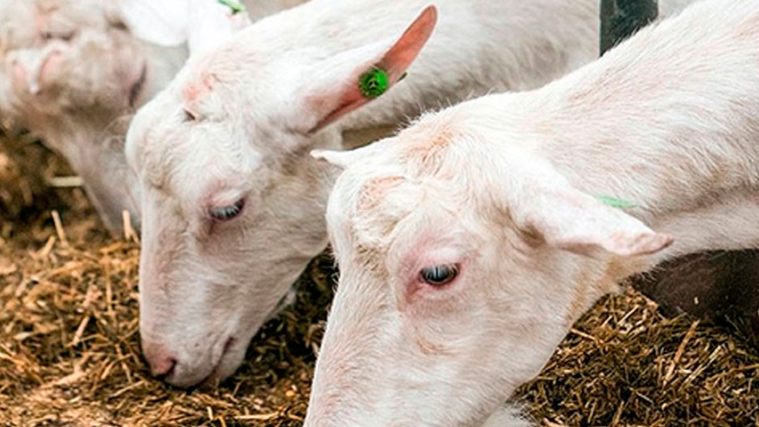 3 metodos para mejorar la alimentacion del ganado caprino