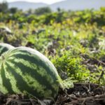 3 Prácticas Recomendadas Para La Aplicación De Citoquininas En La Agricultura Sostenible