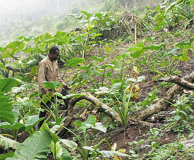 3 tecnicas de cultivo utilizadas en la agricultura de subsistencia