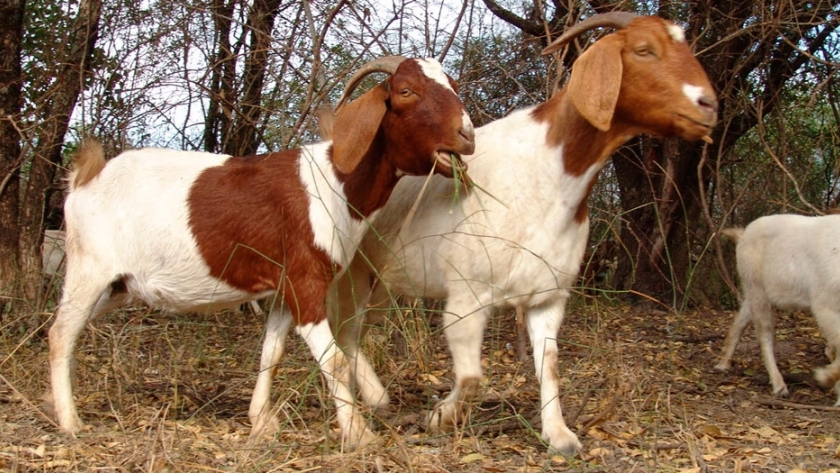 3 tecnicas para aumentar la eficiencia en la produccion de carne de cabra