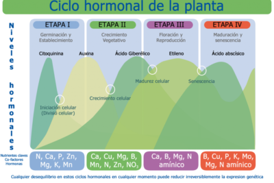 3 tecnicas para estimular la produccion natural de citoquininas en tus cultivos