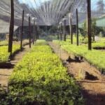 3 Técnicas Para La Aclimatación De Plantas En Un Vivero Forestal