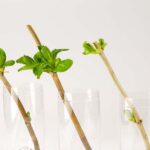 3 Técnicas Para Medir El Nivel De Fitohormonas En Las Plantas