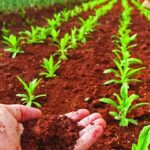 4 Claves Para Comprender El Impacto Ambiental De Los Fertilizantes Foliares