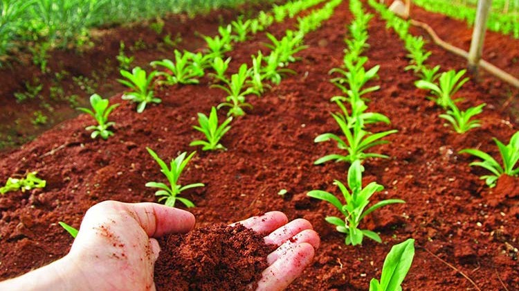 4 claves para comprender el impacto ambiental de los fertilizantes foliares