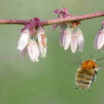 4 Claves Para Entender El Papel De Los Insectos Polinizadores En El Control Biológico