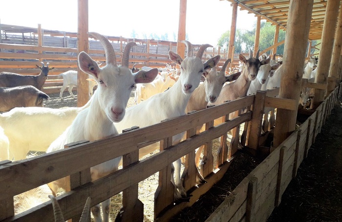 4 habilidades para enfrentar los desafios de la cria de ganado caprino