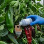 5 Secretos Para Mejorar El éxito Del Control Biológico En La Agricultura