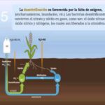 5 Secretos Sobre Los Beneficios Y Ventajas Del Uso De Fertilizantes Foliares