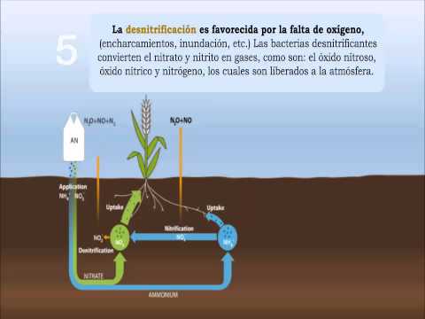 5 secretos sobre los beneficios y ventajas del uso de fertilizantes foliares