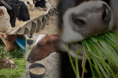 5 tips para mejorar la calidad del forraje en la alimentacion del ganado caprino
