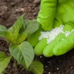5 Tips Para Seleccionar El Momento Adecuado De Aplicación De Fertilizantes Foliares