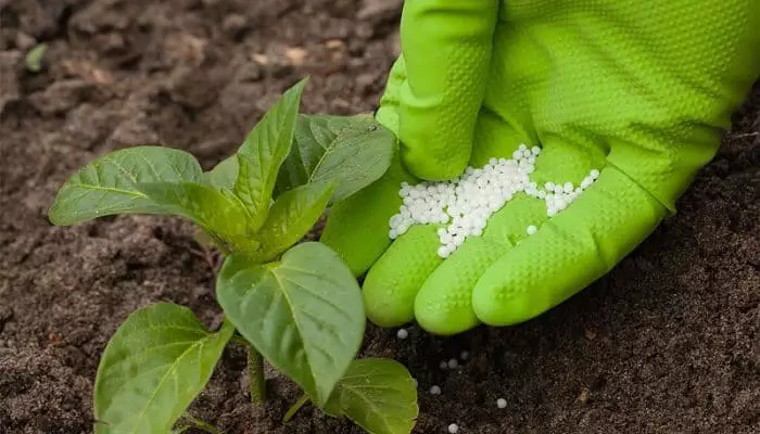 5 tips para seleccionar el momento adecuado de aplicacion de fertilizantes foliares