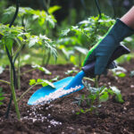 5 Trucos Para Elegir El Mejor Fertilizante Foliar Para Tus Plantas