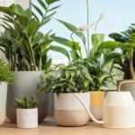 5 Trucos Para Mantener Plantas Perennes Saludables Durante Todo El Año
