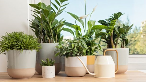 5 trucos para mantener plantas perennes saludables durante todo el ano