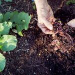 5 Trucos Para Mejorar La Eficiencia De Las Citoquininas En Tus Cultivos