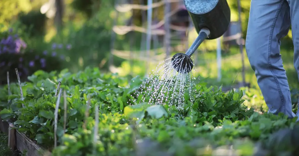 5 ventajas de cultivar plantas perennes en tu jardin