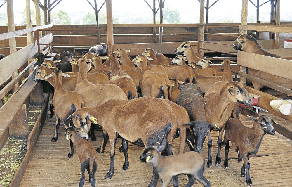 5 ventajas de la produccion de ganado caprino frente a otros tipos de ganado
