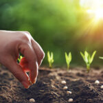 5 Ventajas De Utilizar Fertilizantes Foliares En La Agricultura Sostenible