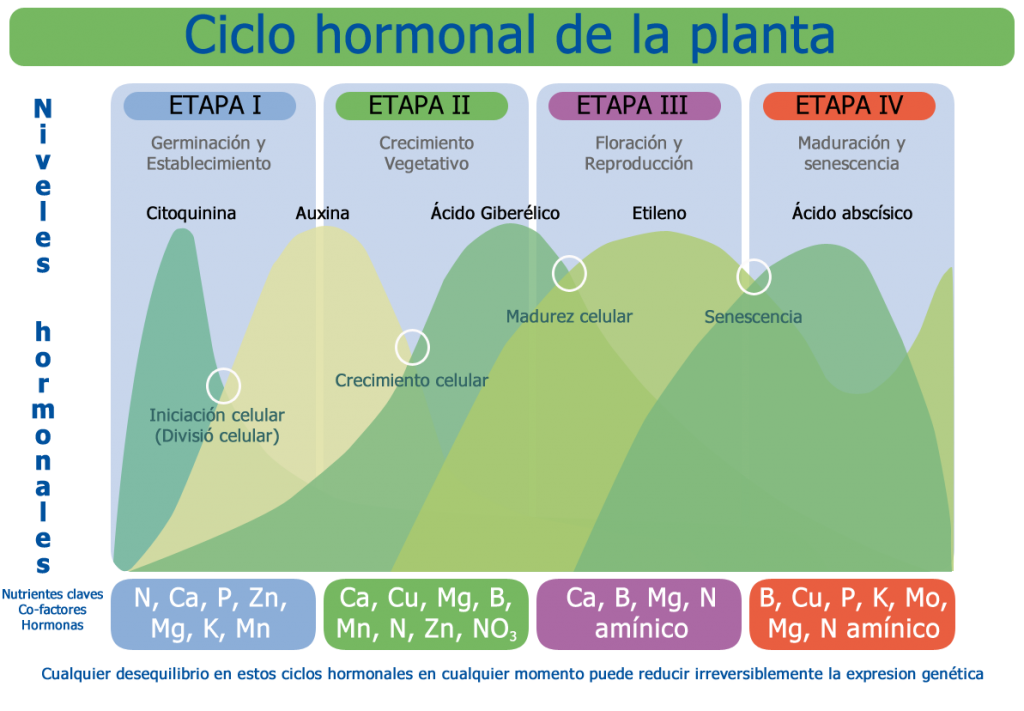6 consejos para aplicar citoquininas en diferentes etapas de crecimiento de las plantas