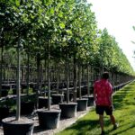 6 Consejos Para Garantizar La Salud Y El Crecimiento De Las Plantas En Un Vivero Forestal