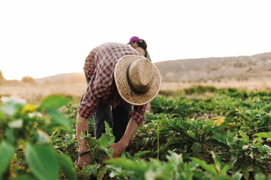 6 elementos esenciales para la adaptacion de la agricultura de subsistencia al cambio climatico