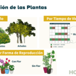 6 Factores A Considerar Al Elegir Plantas Perennes Para Tu Jardín