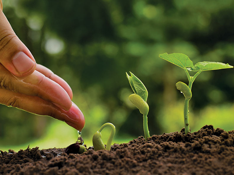 7 fitohormonas esenciales para el crecimiento y desarrollo de las plantas