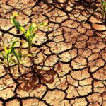 7 Métodos Para El Cuidado De Plantas Perennes En Climas Cálidos Y Secos
