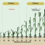 7 Tipos De Fertilizantes Foliares Y Sus Aplicaciones Específicas
