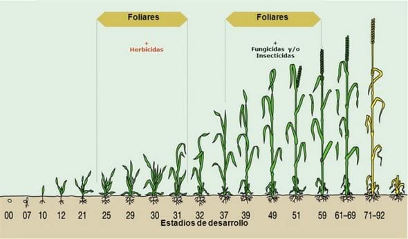 7 tipos de fertilizantes foliares y sus aplicaciones especificas