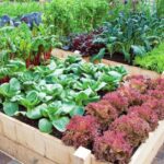 9 Consejos Para Crear Un Jardín De Plantas Perennes Colorido
