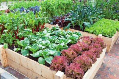 9 consejos para crear un jardin de plantas perennes colorido