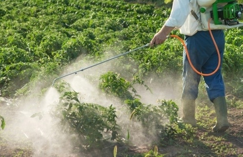 como aplicar correctamente el fertilizante foliar en tus cultivos