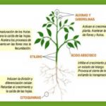 Cómo Funcionan Las Fitohormonas En El Crecimiento Y Desarrollo De Las Plantas