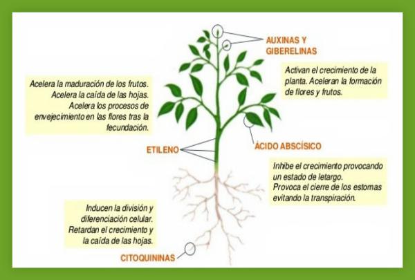 como funcionan las fitohormonas en el crecimiento y desarrollo de las plantas
