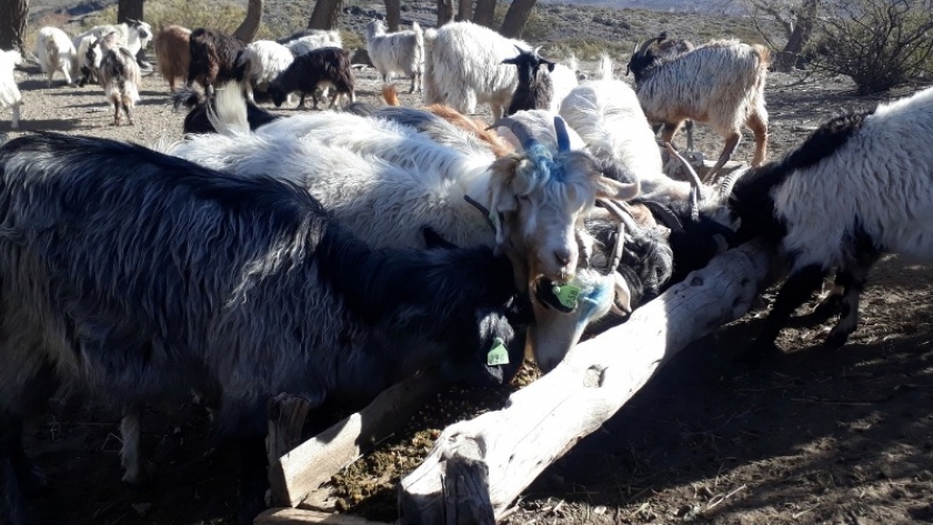como hacer un plan de manejo integral para el ganado caprino