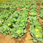 Cómo Implementar El Control Biológico En La Agricultura Sostenible