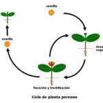 Cómo Se Reproduce Una Planta Perenne