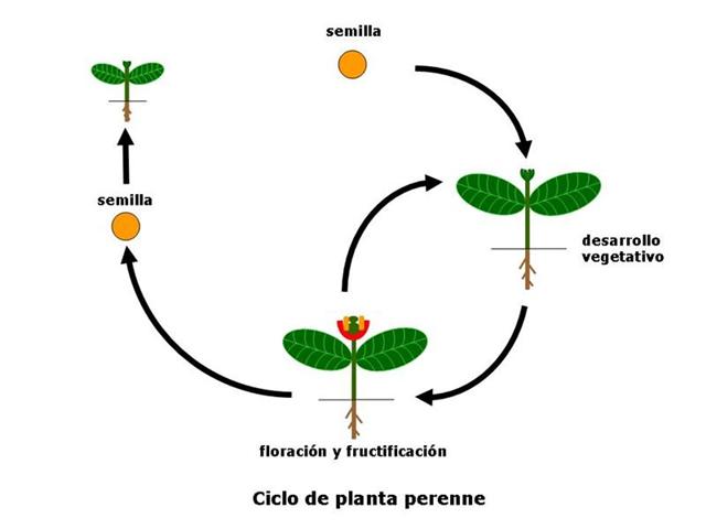 como se reproduce una planta perenne