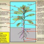Cuáles Son Las Principales Fitohormonas Y Sus Funciones En Las Plantas