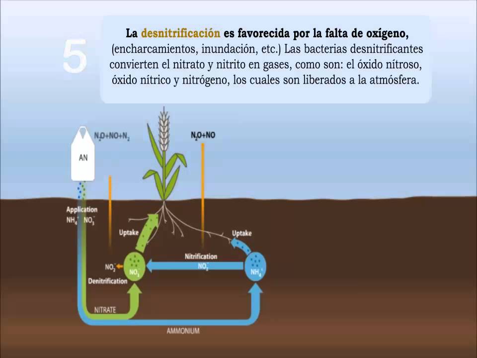 diferencias entre fertilizantes foliares organicos e inorganicos