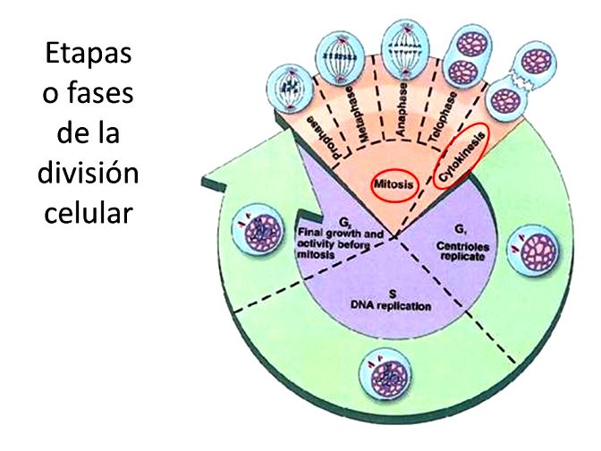 division celular