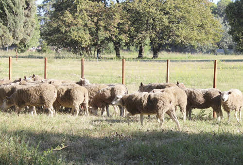 por que es importante la rotacion de pasturas en el ganado caprino