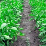Por Qué Las Giberelinas Son Fundamentales En La Agricultura Sostenible