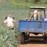 7 Consejos Para Implementar Prácticas Agroecológicas En La Agricultura De Subsistencia
