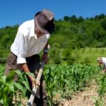 Ventajas De Integrar Tecnologías Modernas En La Agricultura De Subsistencia